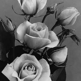 Roses by J. Horace McFarland