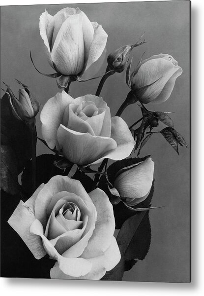 Roses #1 Metal Print