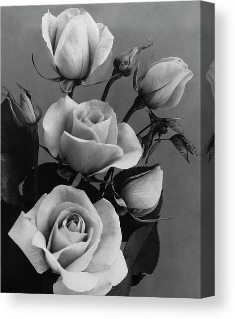 Roses #1 Canvas Art Print by J. Horace McFarland