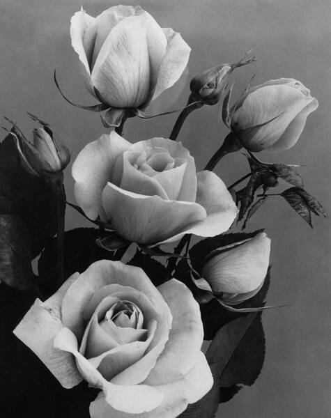 Roses #1 Art Print