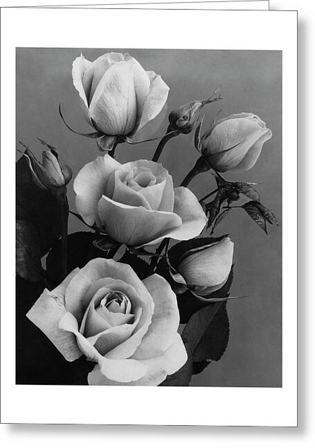 Roses #1 Greeting Card