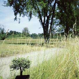 A Bonsai Tree In A Hayfield by Pedro E. Guerrero