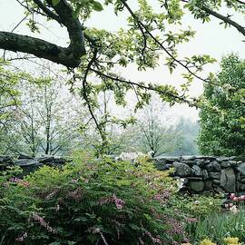 A Flower Bed In Mrs. Frank Audibert's Garden by Samuel H. Gottscho