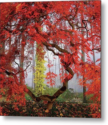 Nature Metal Prints