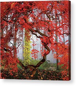 Nature Acrylic Prints