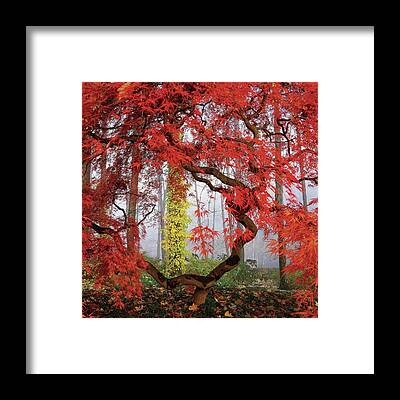 Nature Framed Prints