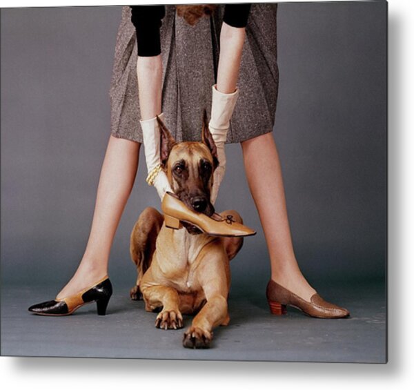 A Model With A Dog Holding A Shoe In Its Mouth Metal Print