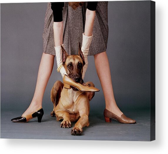 A Model With A Dog Holding A Shoe In Its Mouth Acrylic Print