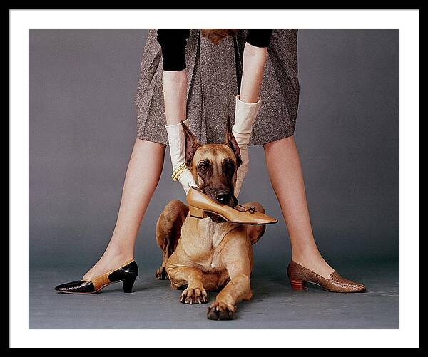 A Model With A Dog Holding A Shoe In Its Mouth Framed Print