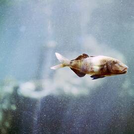 Fish At Sea Life Park by Horst P. Horst