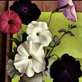 House & Garden Cover Illustration Of Petunias by Edna Reindel