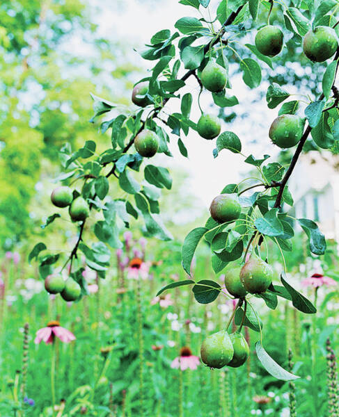 Organic Fruits Hanging On Branch Art Print