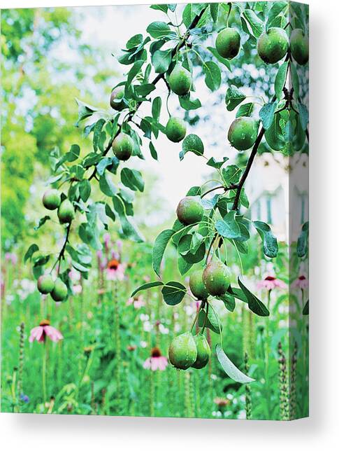 Organic Fruits Hanging On Branch Canvas Art Print by Scott Frances
