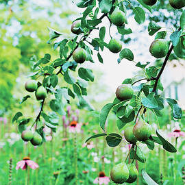 Organic Fruits Hanging On Branch by Scott Frances