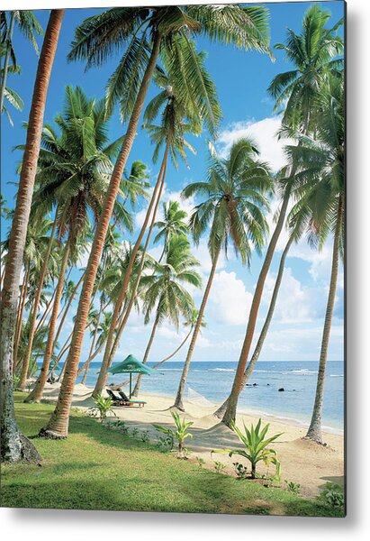 Palm Tree Near Beach Metal Print