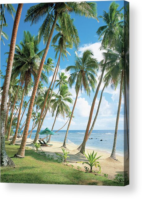 Palm Tree Near Beach Acrylic Print