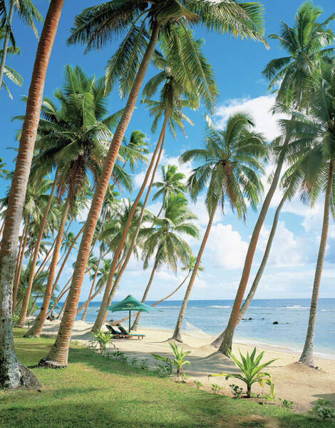 Palm Tree Near Beach Art Print