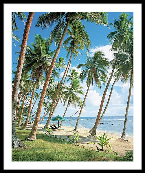 Palm Tree Near Beach Framed Print