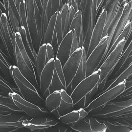 Pattern Of A Succulent by Horst P Horst