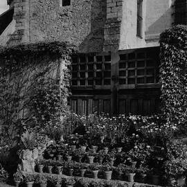 Rows Of Pot Plants Lined On The Steps Of A Garden by Emelie Danielson
