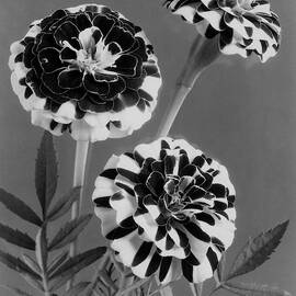 Scotch-stripe Marigolds by J. Horace McFarland