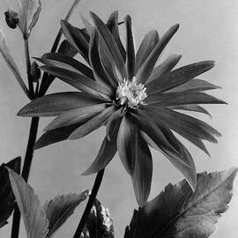 Semi-double Dwarf Pigmy Dahlia Flower by J. Horace McFarland